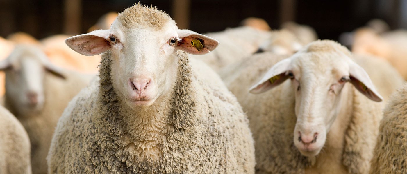 ΕΕΕΔΕΕ: επικαιροποιημένα στοιχεία, μέτρα πρόληψης και πορεία των ελέγχων για την ευλογιά αιγοπροβάτων