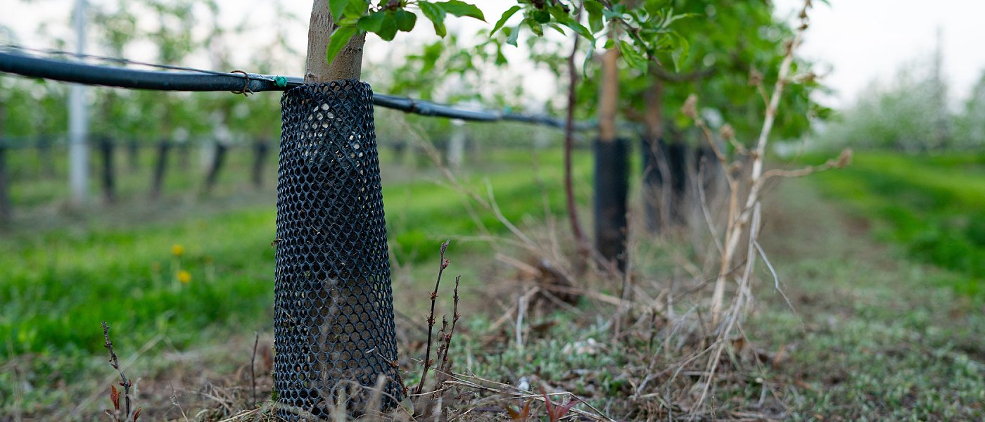 Τρωκτικά στους δενδρώνες: Πώς μπορούν να περιοριστούν οι ζημιές