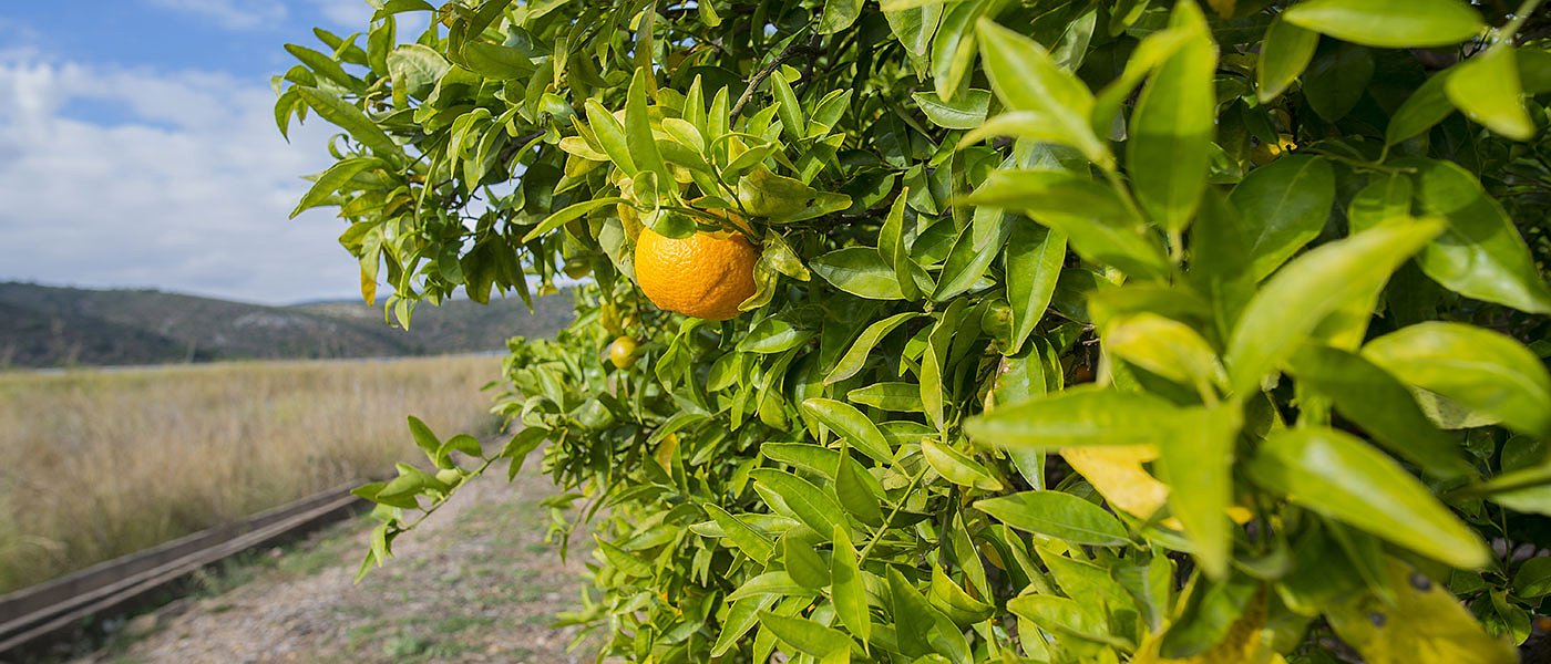 Διαμαρτυρία στους δρόμους του Άργους θα κάνουν οι παραγωγοί της Αργολίδας