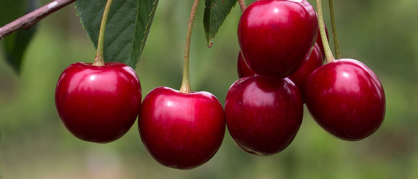 Οι ενισχύσεις που σχεδιάζουν να δώσουν στους κερασοπαραγωγούς, νέο χαλάζι στην Πέλλα