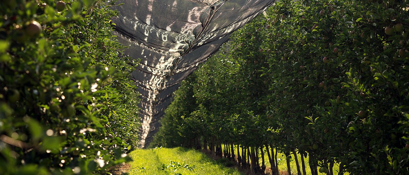 Οι χειμερινές φροντίδες του μηλεώνα