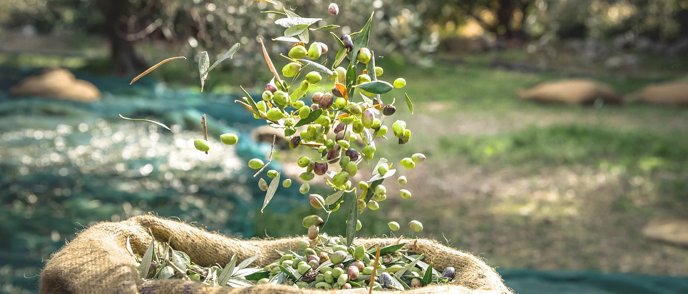 Ελιά Χαλκιδικής: Αποθήκη ή για λάδι χωρίς καλή τιμή, ανοίγουν τα χαρτιά τους οι έμποροι