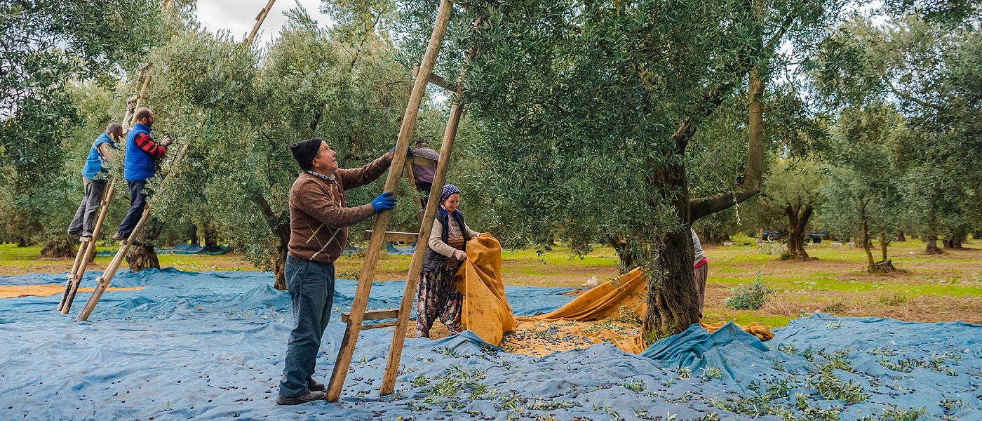 Εργάτες: Έλεγχοι για αδήλωτη εργασία μπλόκαραν συγκομιδές, πληρώνουν εργόσημα αλλά δεν φαίνονται ασφαλισμένοι, πρόβλημα με μετακλητούς