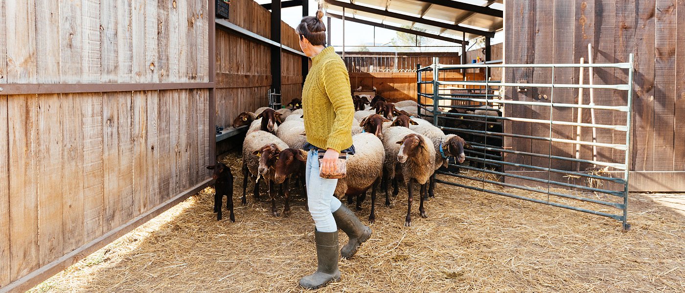 Οι τιμές στο αιγοπρόβειο γάλα, τι είπε στον ΑγροΤύπο ένας κτηνοτρόφος που συνελήφθη για παράνομη βόσκηση