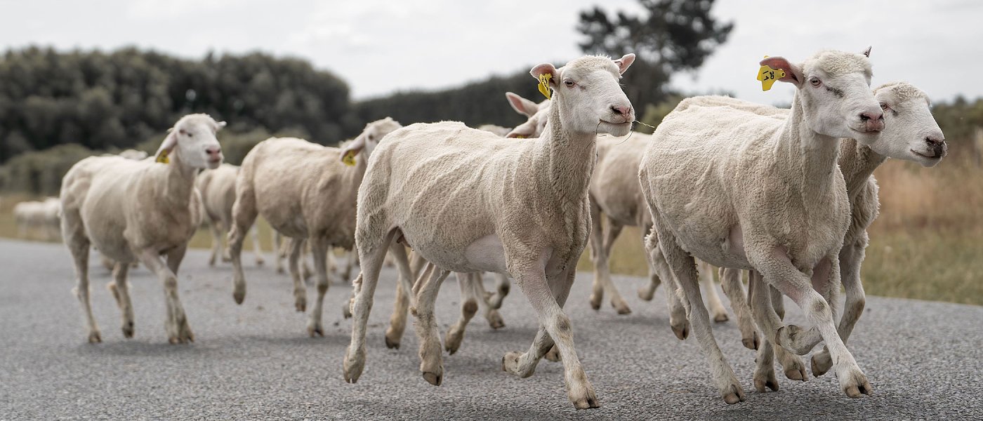 Τσιάρας: «Κάνουμε ένα γενναίο βήμα για τη στήριξη της ελληνικής κτηνοτροφίας».