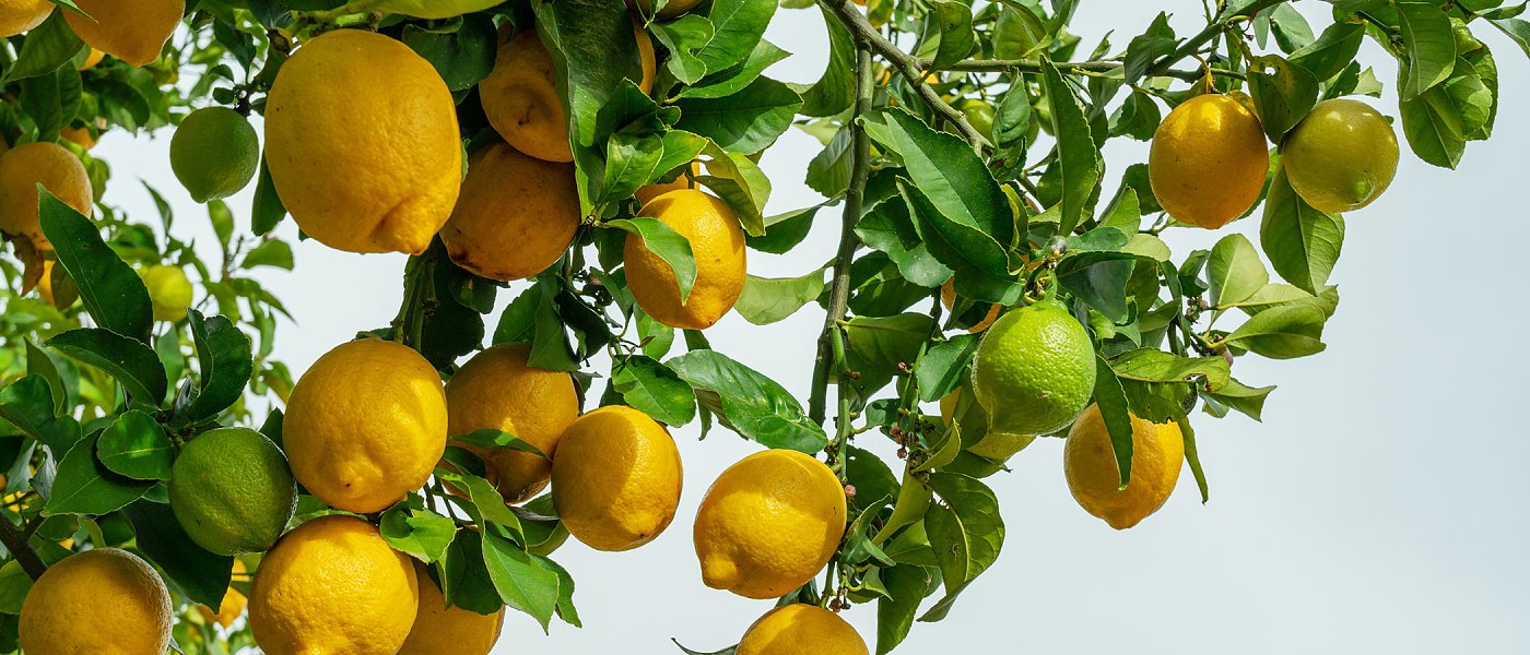 Καλή ζήτηση φέτος τα λεμόνια, κράτησαν τα Ιντερντονάτο τις τιμές, προβλέψεις για την τουρκική παραγωγή