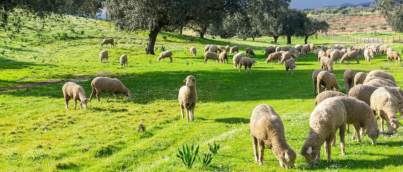 Τεχνητοί λειμώνες: Πώς η σωστή επιλογή φυτών ενισχύει τη βόσκηση και την ποιοτική νομή