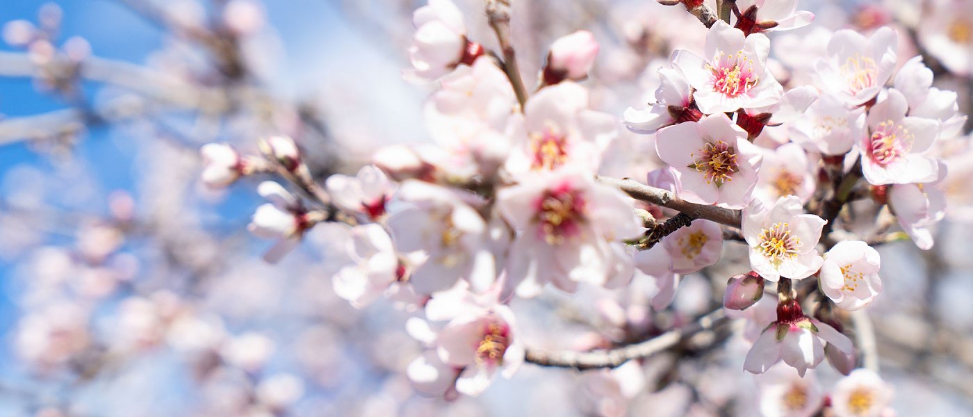 Στην ανθοφορία οι αμυγδαλιές ομαλά εξελίσσεται η καλλιέργεια, κίνδυνος οι χαμηλές θερμοκρασίες αυτή την εποχή