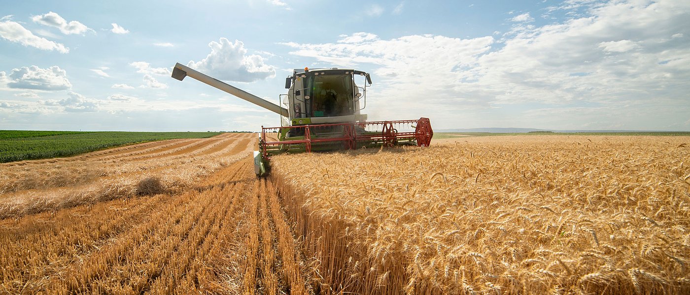 Σιτάρι: πώς διαμορφώνεται η αγορά τα επόμενα χρόνια - Τάσεις και ισορροπίες