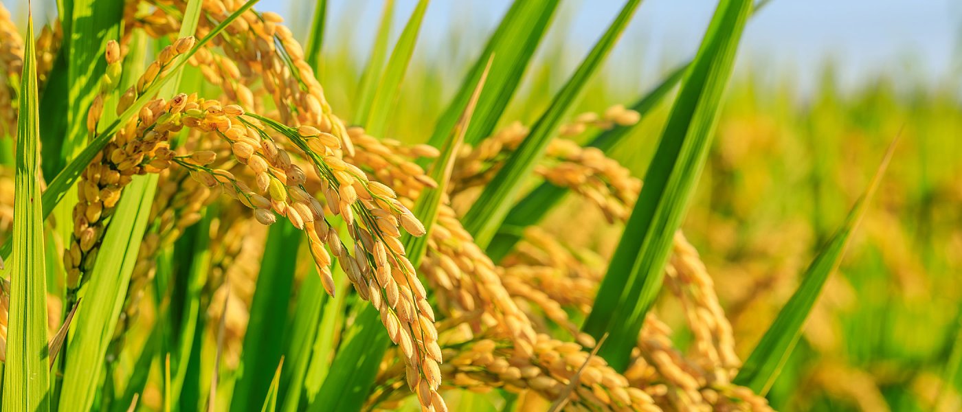 Οι ευρωπαίοι παραγωγοί ρυζιού βρίσκονται «στο χείλος του γκρεμού» από τις ανεξέλεγκτες εισαγωγές