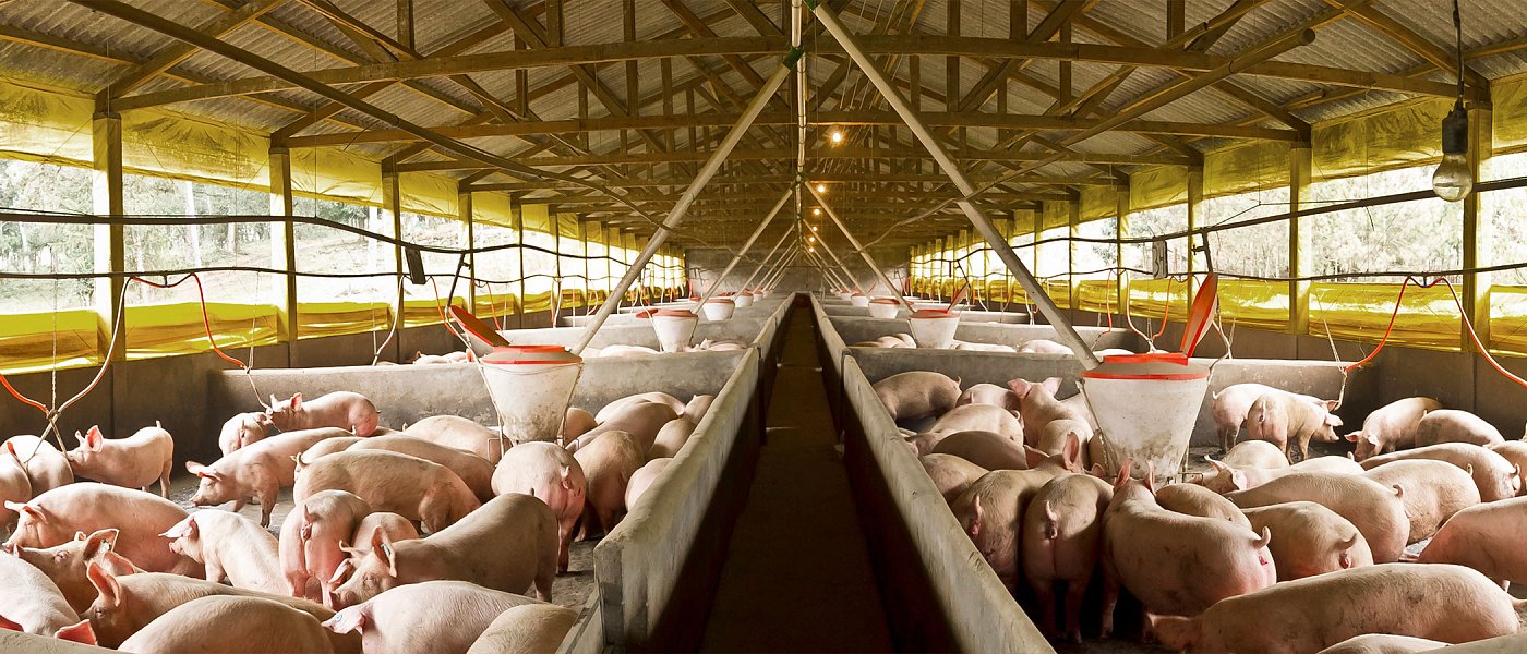 Τα παραστατικά συμμόρφωσης και πληρωμής χοιροτρόφων για την καλή μεταχείρηση χοίρων, μέχρι πότε η υποβολή τους