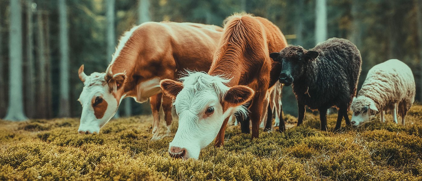 Τρία νέα κρούσματα αφθώδους πυρετού στη Λέσβο σε εκτροφές προβάτων και βοοειδών, τι ισχύει στη ζώνη 3 χιλιομέτρων