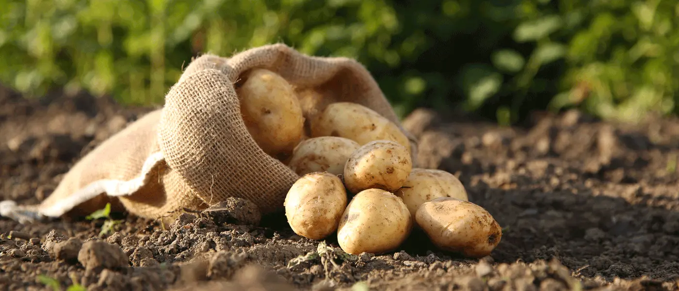 Καταστροφική η φετινή χρονιά για τις πατάτες, με μειωμένη ζήτηση και μεγάλες ποσότητες να μένουν απούλητες στα χωράφια