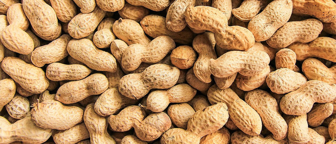 Αράπικο φιστίκι: Ξεκίνησαν οι συγκομιδές, αυξάνεται το εμπορικό ενδιαφέρον στην Ελλάδα