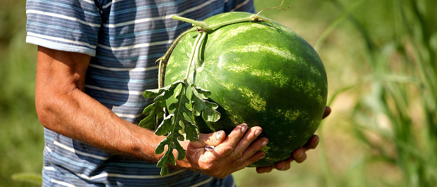 Φεβρουάριο ξεκινούν φυτεύσεις πρώιμου καρπουζιού χαμηλής κάλυψης στην Τριφυλία