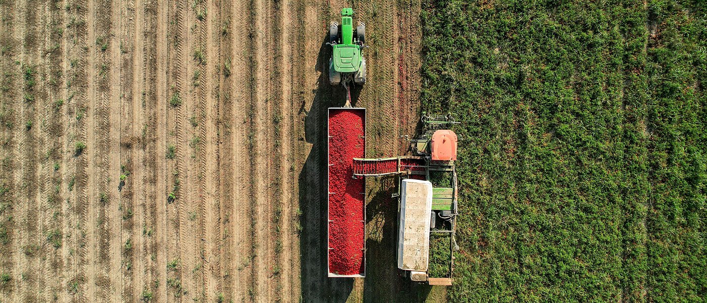 Μείωση τιμών φέτος στην βιομηχανική ντομάτα, σε αυξημένες αποδόσεις ελπίζουν οι παραγωγοί