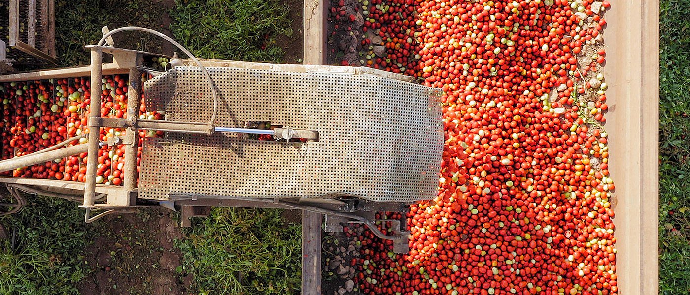 Βιομηχανική ντομάτα: Πάνω από 136 ευρώ/τόνος σε Λάρισα, αύξηση περιμένει η Ηλεία