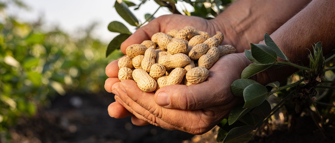 Ολοκληρώνεται η συγκομιδή αραχίδας, προβλήματα φέτος λόγω των βροχοπτώσεων, που κυμάνθηκαν τιμές και αποδόσεις
