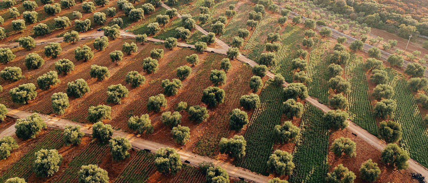 Συνεχίζεται η δήλωση ελαιόδεντρων στο «Ελαιοκομικό Μητρώο», πως γίνεται η εγγραφή και η τροποποίηση