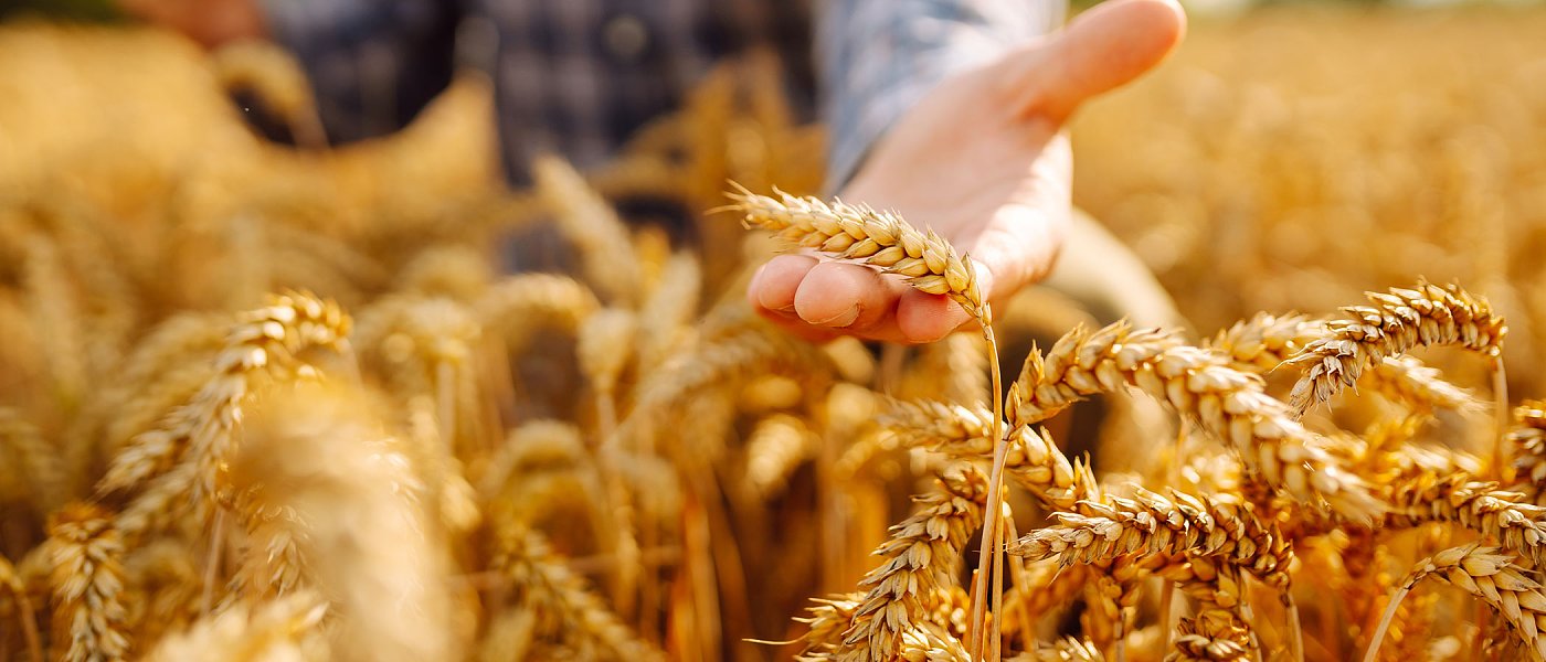 Ρεκόρ στην παγκόσμια παραγωγή σιτηρών – Σταθερή αγορά, αλλά πτωτική πίεση στις τιμές