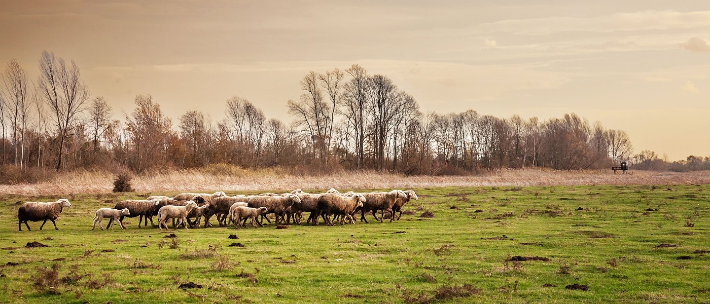 Μέτρα βιοασφάλειας στη μεταφορά ζώντων ζώων: τι προβλέπεται για την ευλογιά των αιγοπροβάτων