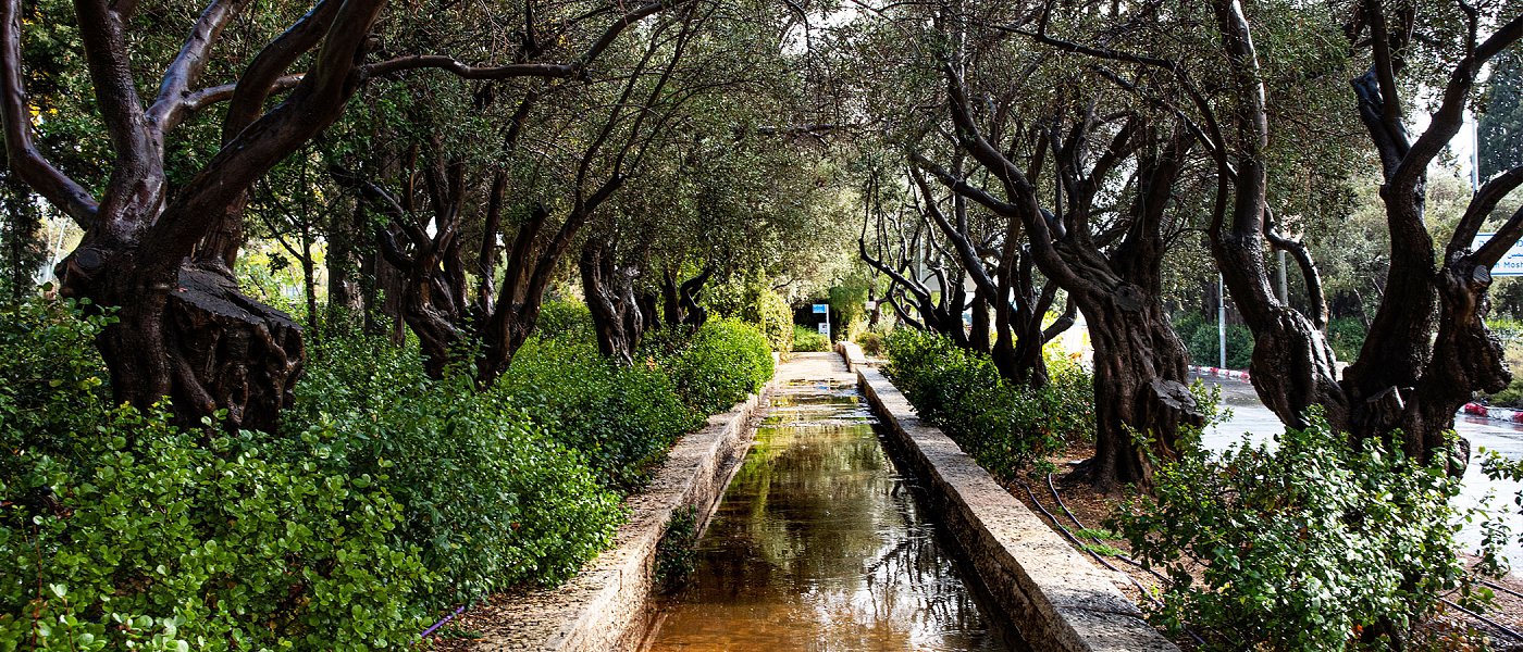 Αόρατες απειλές στον ελαιώνα: Οι ασθένειες που χτυπούν ρίζες, κορμό και ξύλο