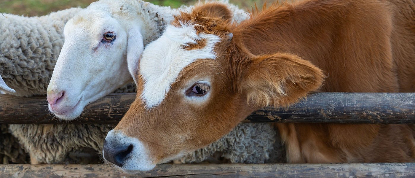 Προβλέψεις Eurostat για τον αριθμό βοοειδών, προβάτων, αιγών και χοίρων, στην ΕΕ το 2026