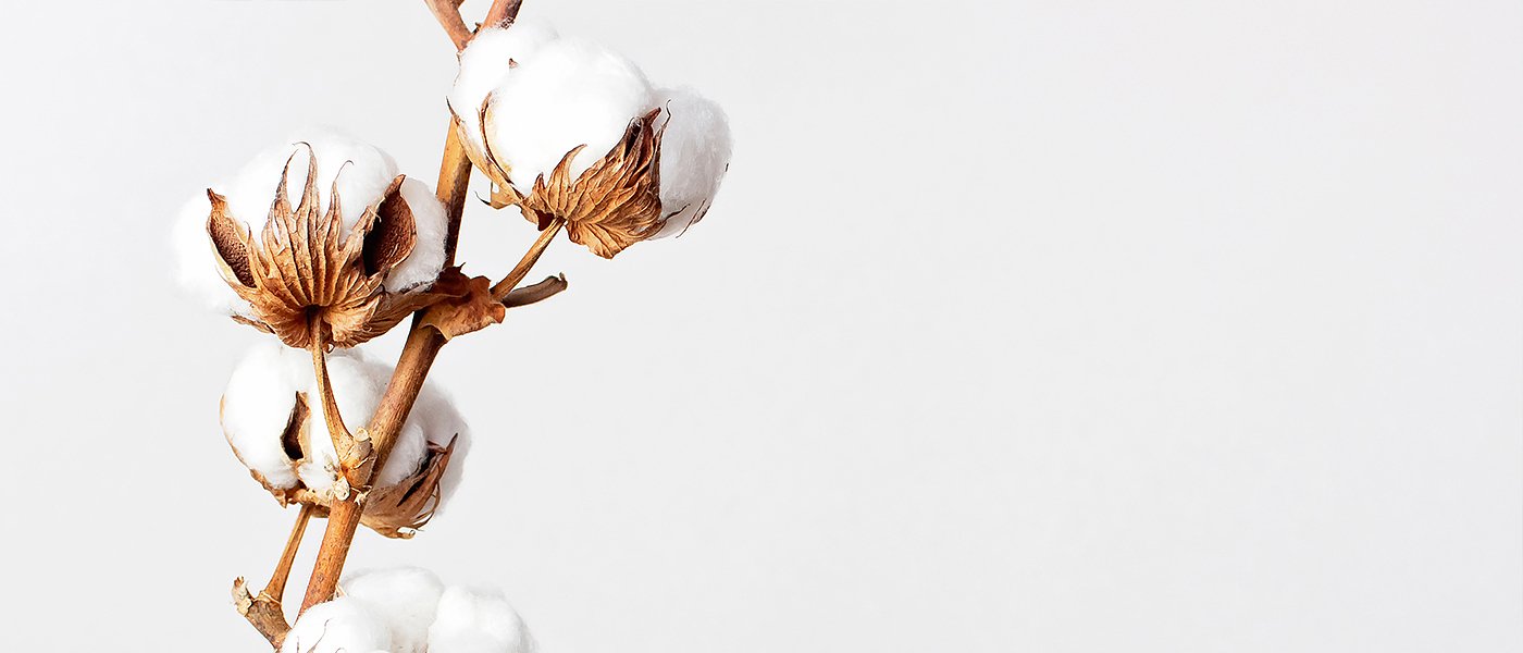 Το 55λεπτο στο βαμβάκι χτυπάει φέτος ο αγρότης που κάνει προπώληση εδώ και 5 χρόνια