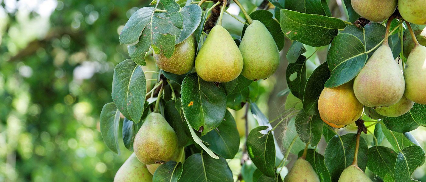 Αχλαδιά: Ασθένειες και εχθροί της περιόδου – Η παρατεταμένη ανθοφορία κρατά εκτεθειμένη την καλλιέργεια