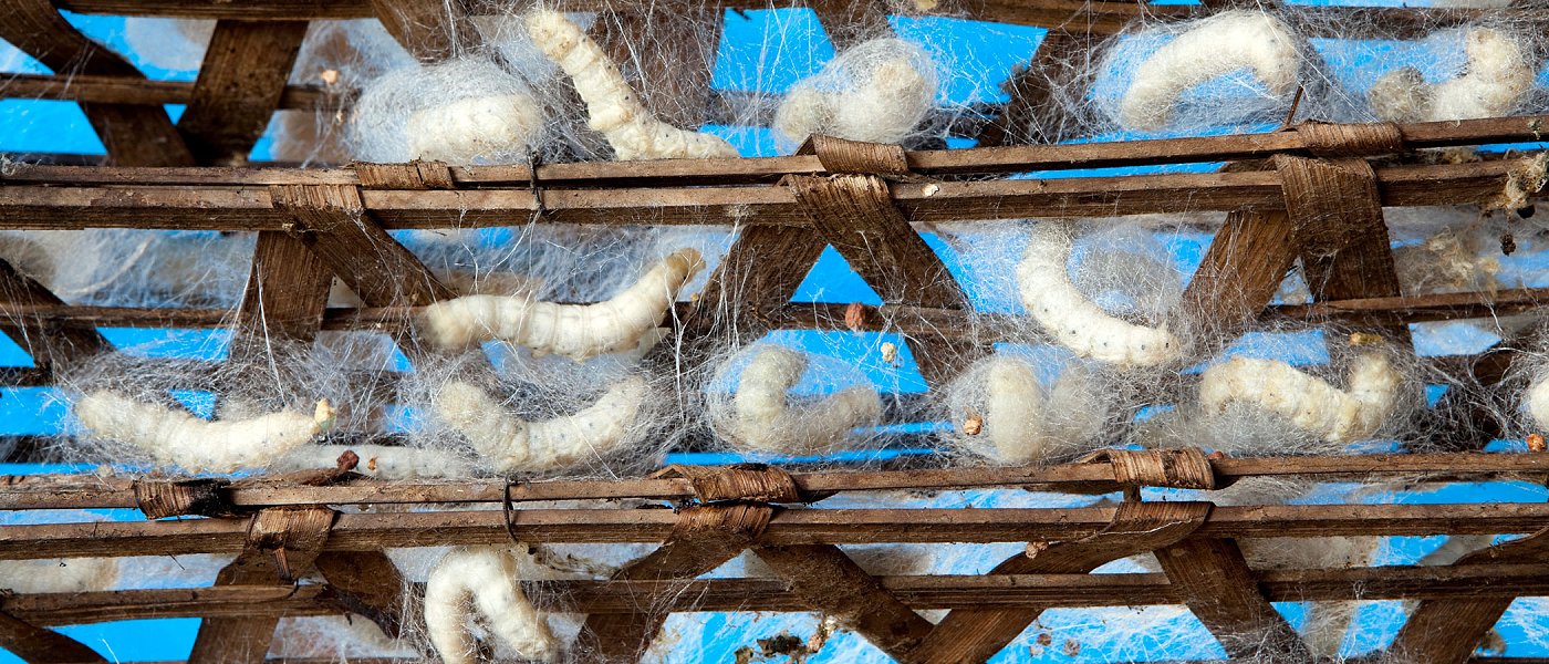 Αλλαγές στον κατάλογο επιχειρήσεων για τη σηροτροφία – Τι ισχύει για τη συνδεδεμένη ενίσχυση 2026