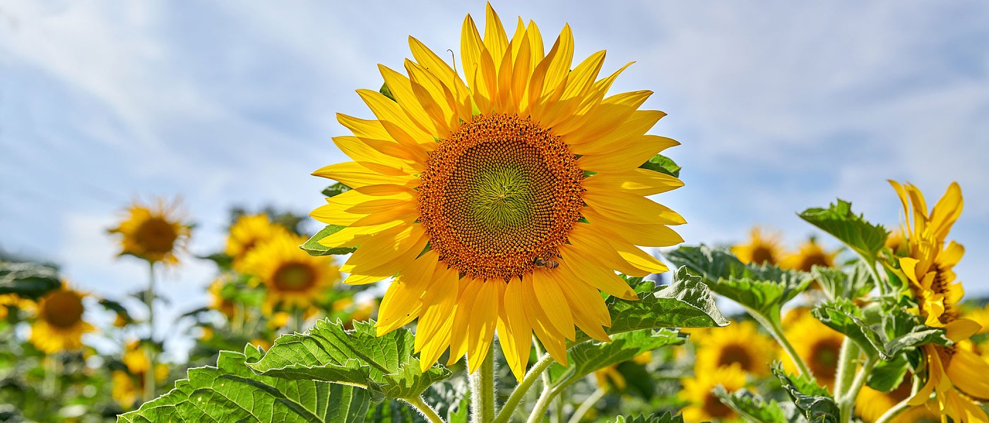 Ηλίανθος: Οι βροχές καθυστερούν τις σπορές στην χώρα μας, τι συμβαίνει στην Ουκρανία με στρέμματα και τιμές