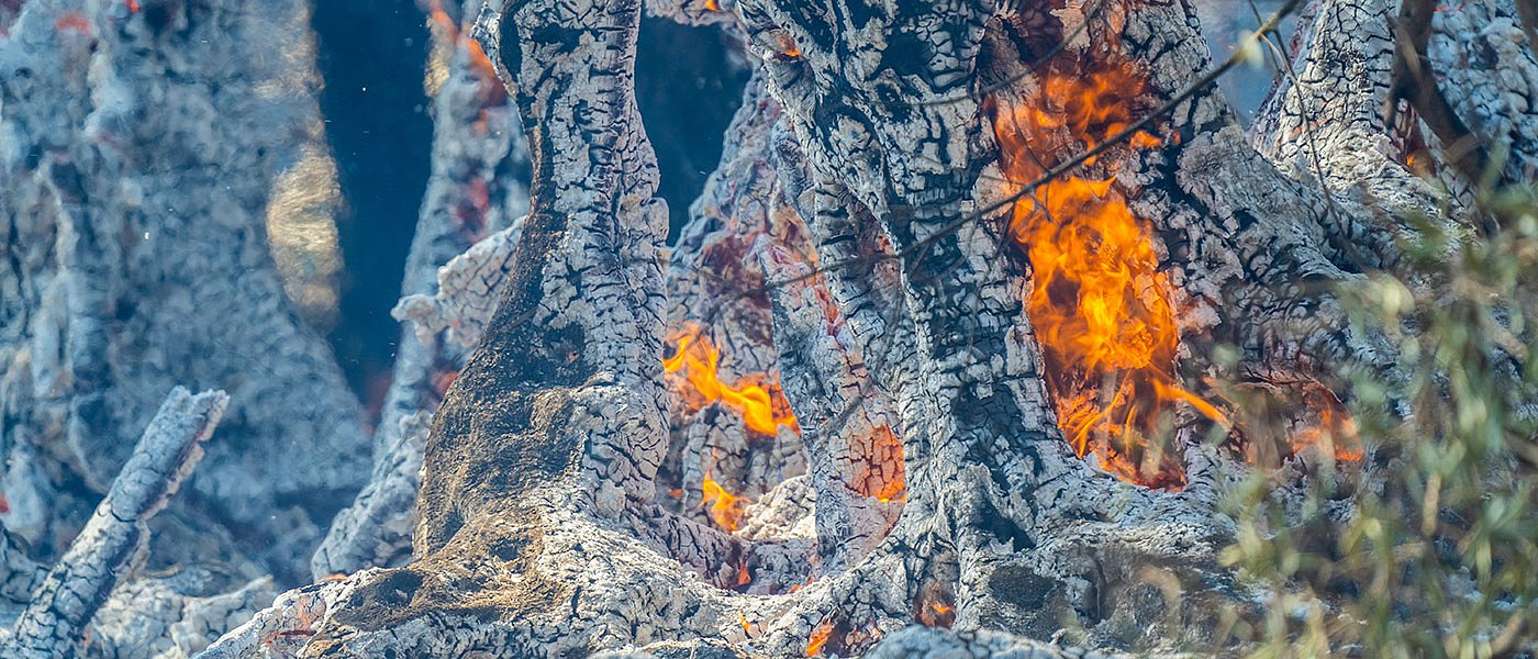 Ενίσχυση σε ελαιοτριβεία λόγω ζημιών από πυρκαγιές του 2021, μέχρι πότε οι αιτήσεις