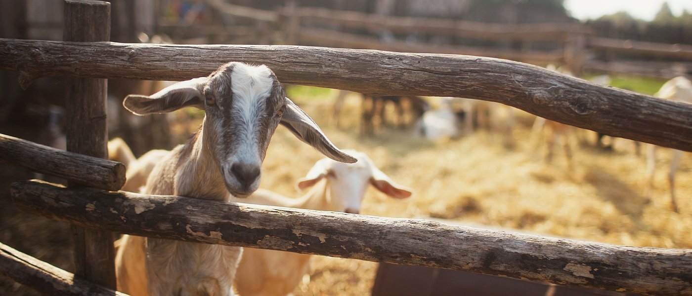 Κτηνοτρόφοι χωρίς περίφραξη και απολυμαντική τάφρο δεν αποζημιώνονται για ευλογιά, πληρωμή ενισχύσεων μόνο με βόλο