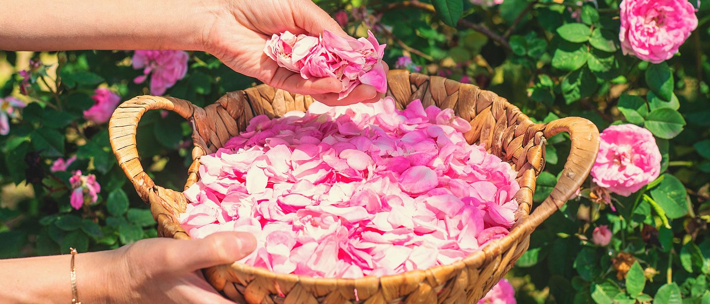 Ελένη Σιβρή: Παράγει ροδόσταγμα και άλλα προϊόντα οικοτεχνίας αλλά κόπηκε στα Σχέδια Βελτίωσης για μισό μόριο