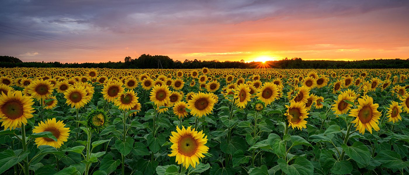 Συνεχίζονται οι σπορές στον ηλίανθο, ακόμη δεν έχει υπογραφεί η κατανομή, στα 40 λεπτά εγγυημένη τιμή τα συμβόλαια