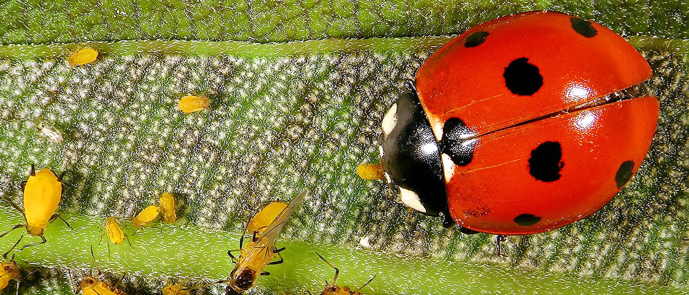 Πρώτη ανάρτηση αποτελεσμάτων για βιολογικά, αναλυτικά οι βάσεις