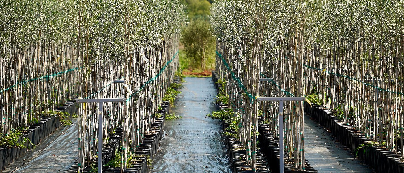 Επιλογή δενδρυλλίων ελιάς: Η βάση για έναν επιτυχημένο ελαιώνα