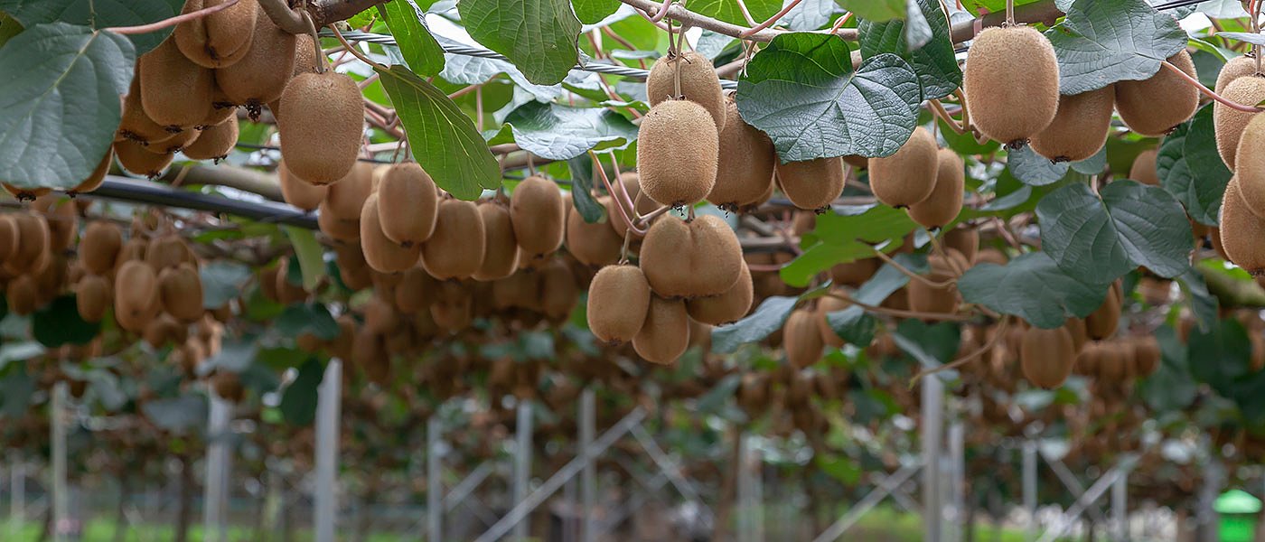 Δύσκολη η χρονιά φέτος για το ακτινίδιο, ζητούν de minimis οι παραγωγοί