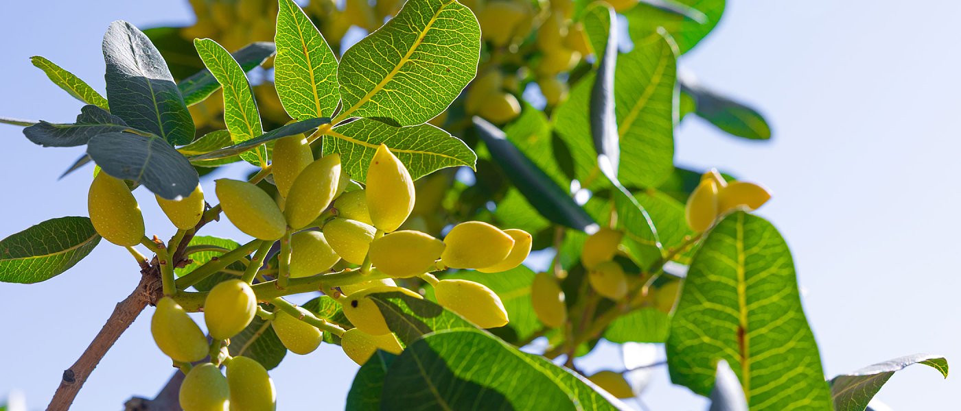 Αίτημα για αύξηση λίτρων πετρελαίου από συνεταιρισμούς κελυφωτού φιστικιού, ποια η πορεία των τιμών