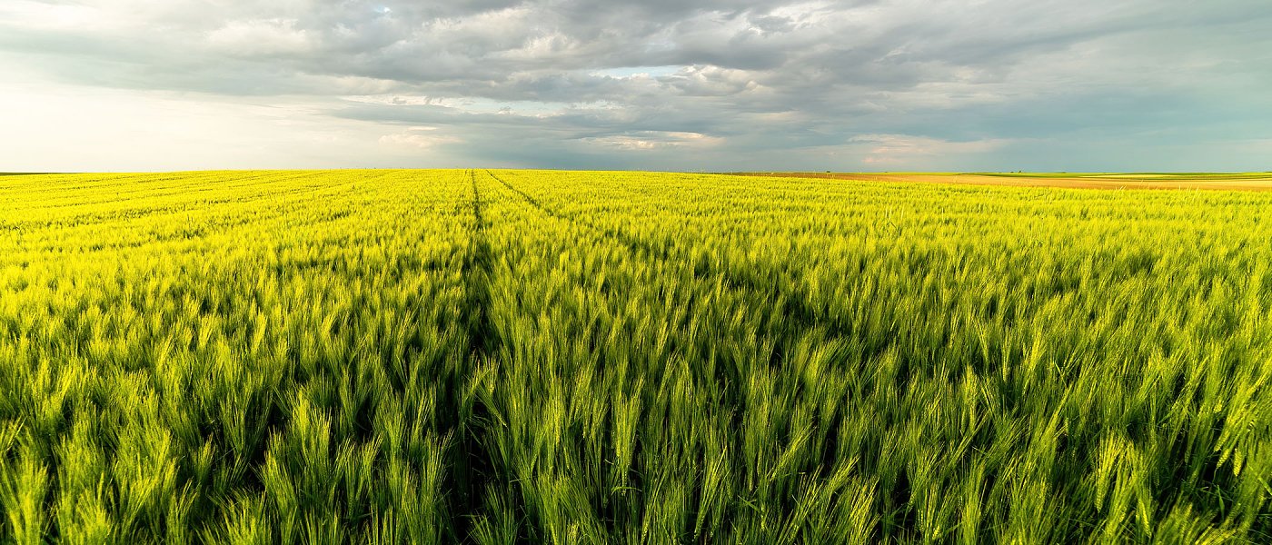 Αυξημένες τιμές στα αλώνια αναμένουν οι παραγωγοί σκληρού σιταριού γιατί φέτος υπάρχει αυξημένο κόστος