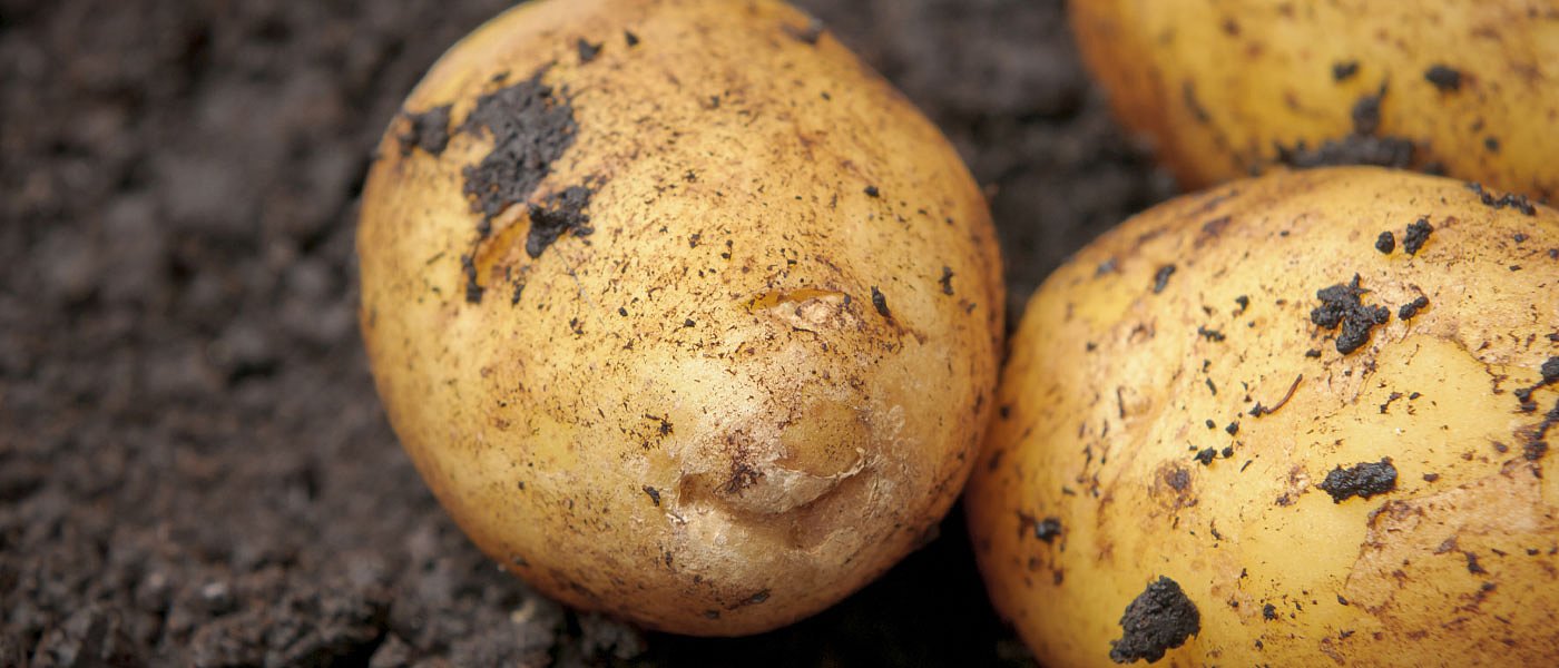 Σε έλλειψη η ντόπια πατάτα, πιάνει το 50λεπτο ο παραγωγός