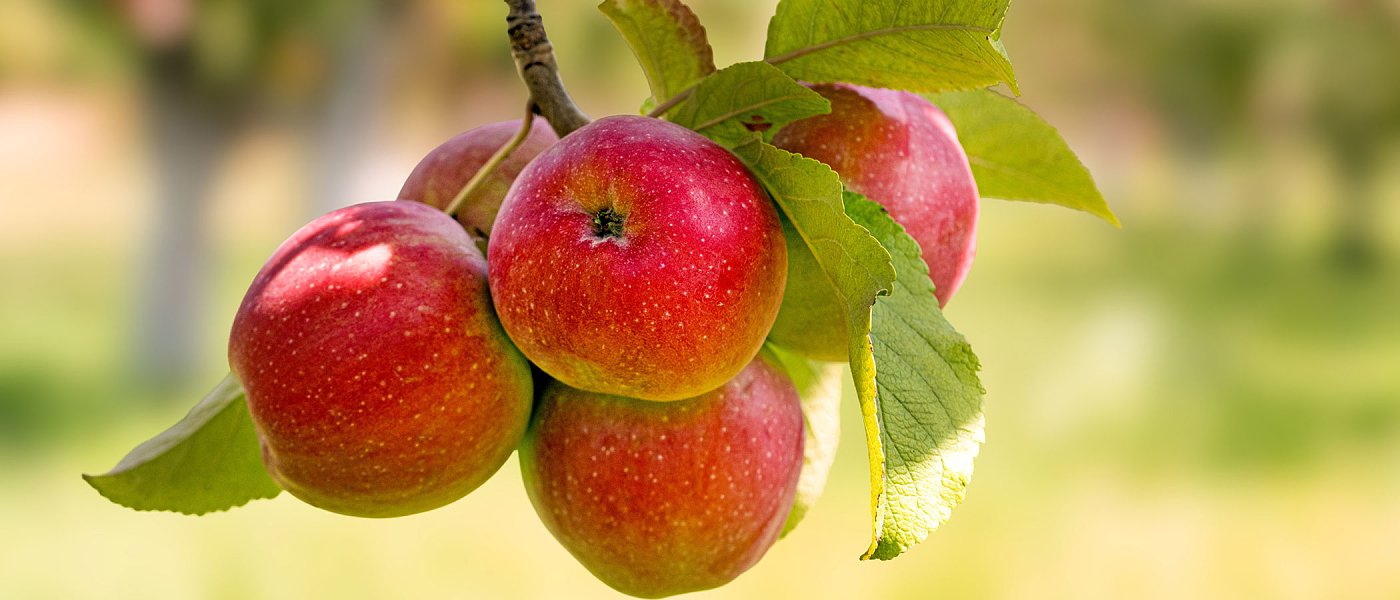 Κλαδέματα και λιπάνσεις κάνουν οι μηλοπαραγωγοί, αν και υπάρχει μεγάλη έλλειψη ρευστότητας