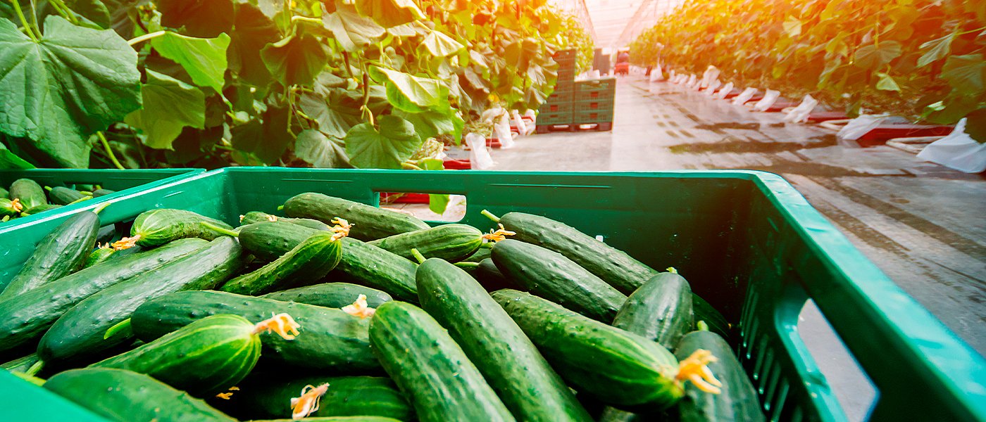 Αύξηση των τιμών στα αγγούρια έφερε η μεγάλη ζήτηση για εξαγωγές