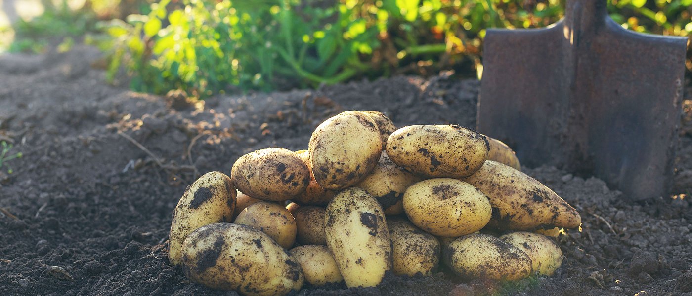 Σε τραγική κατάσταση οι παραγωγοί πατάτας, γεμίσαμε εισαγόμενες απούλητες οι ελληνικές, μεγάλα τα αποθέματα στην ΕΕ