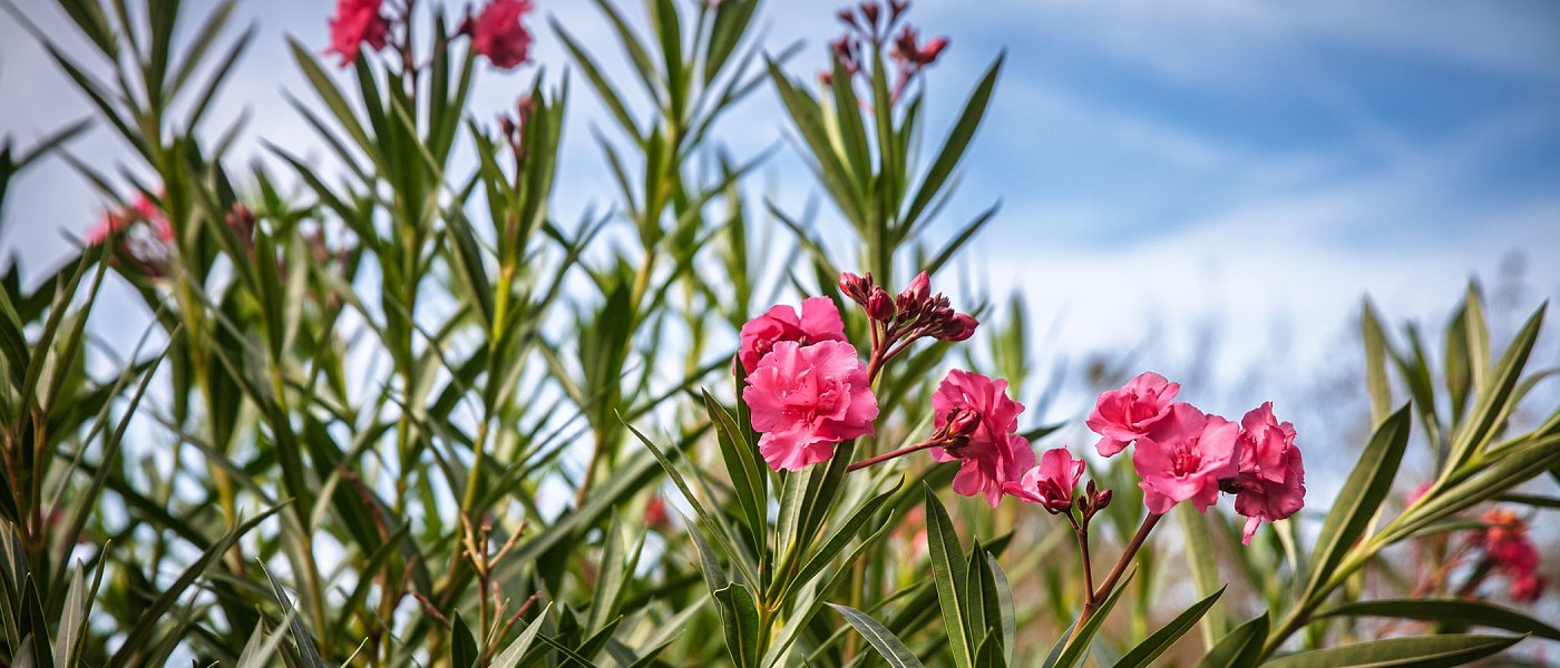 ΓΕΩΤΕΕ: Βεβιασμένη η οδηγία για οριζόντια απομάκρυνση της πικροδάφνης