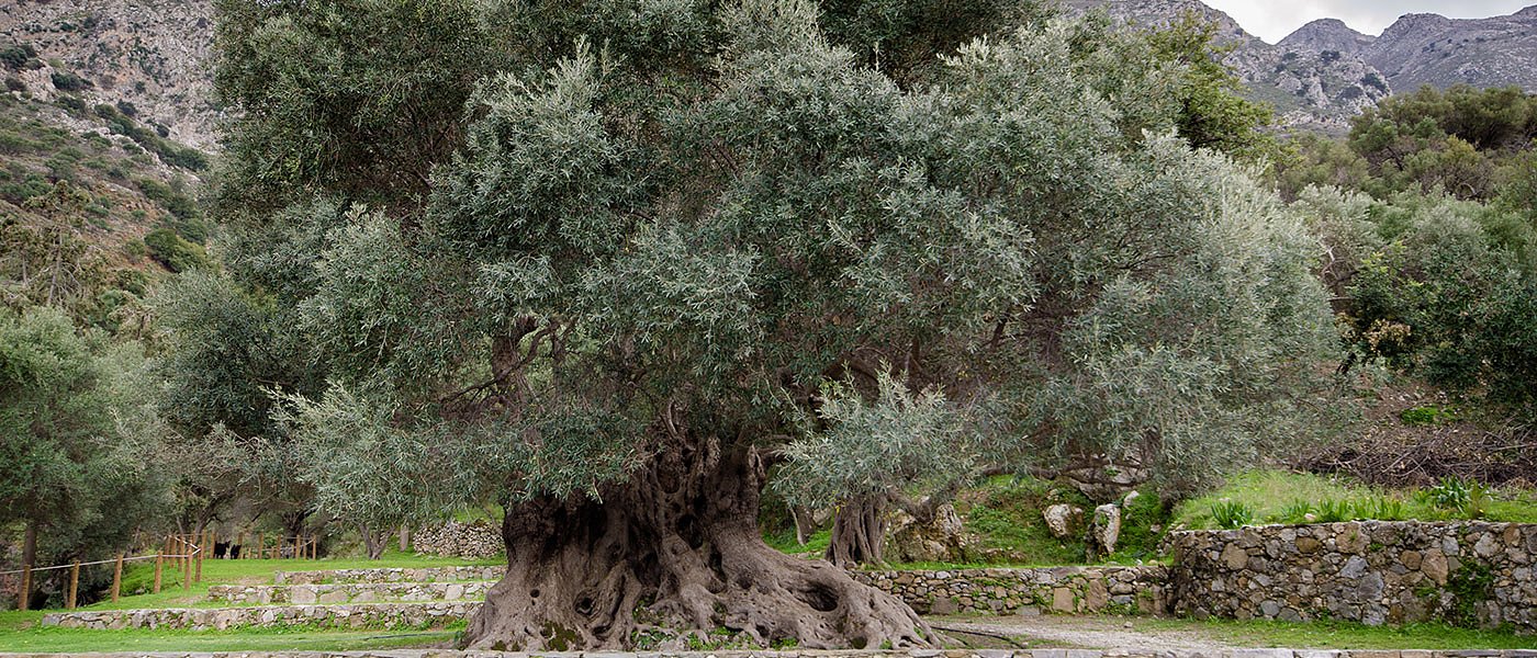 Δεν υπάρχει πρόβλημα με Xylella στον Κερκυραϊκό ελαιώνα