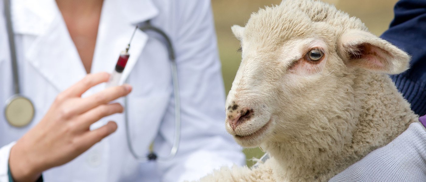 Xρήση εμβολίων για περιορισμό της ευλογιάς των προβάτων σε Ελλάδα και Βουλγαρία συστήνει η EFSA