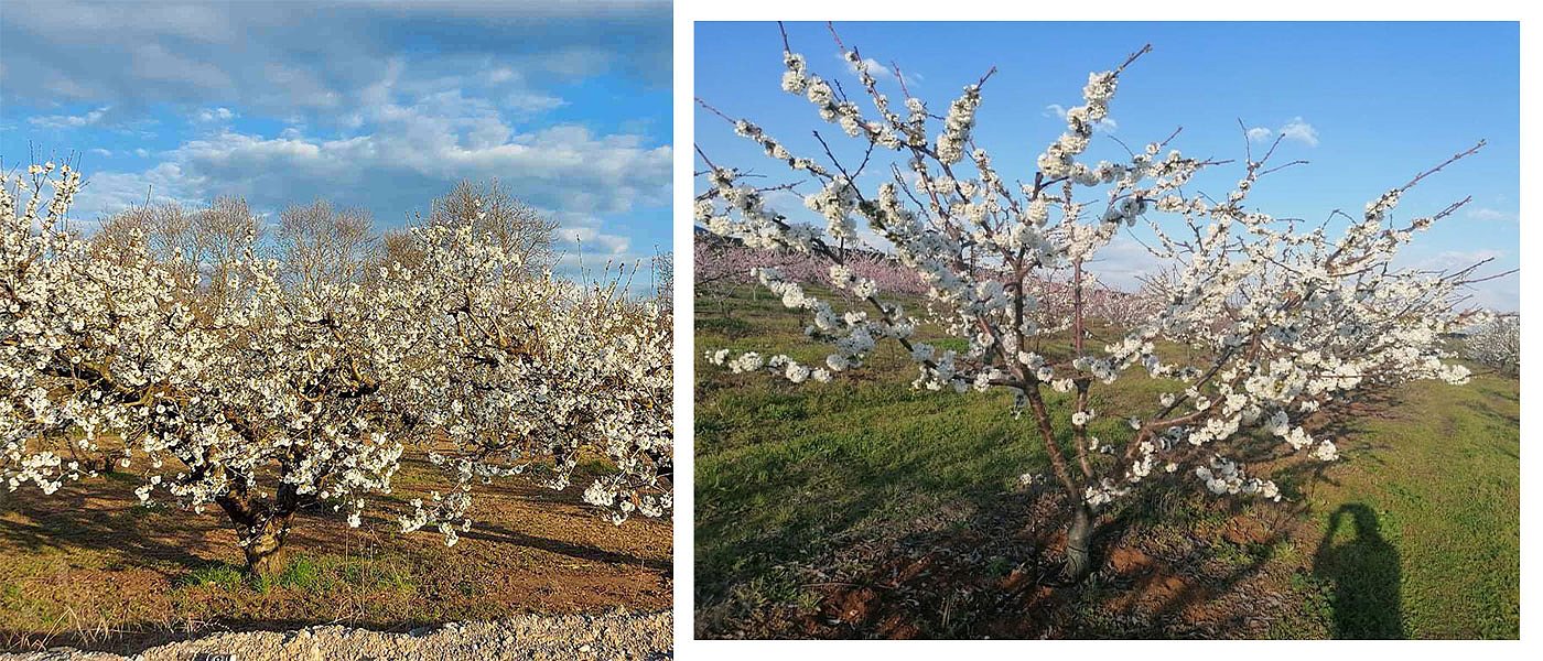 Εισφορές ΕΛΓΑ για ανύπαρκτο καρπό θα δώσουν οι κερασοπαραγωγοί Πέλλας, μένουν και εκτός αποζημιώσεων