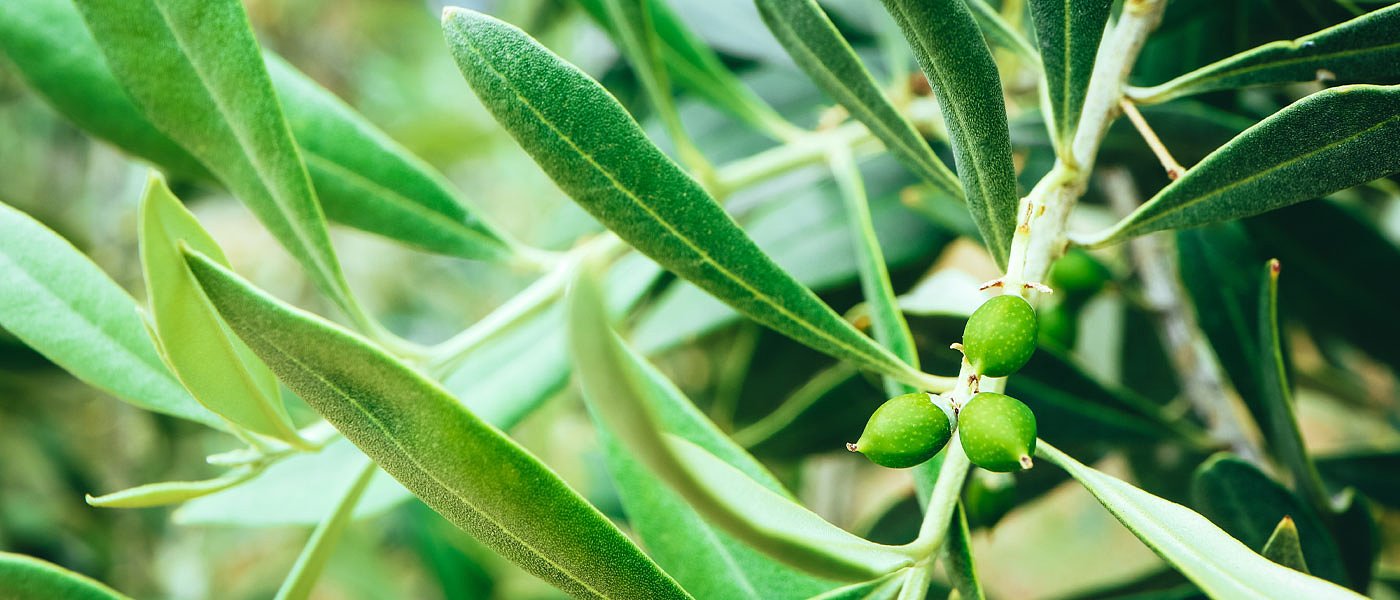 Προς δραματική μείωση παραγωγής Καλαμών τη νέα χρονιά, ο καιρός επηρέασε ήδη τα δέντρα