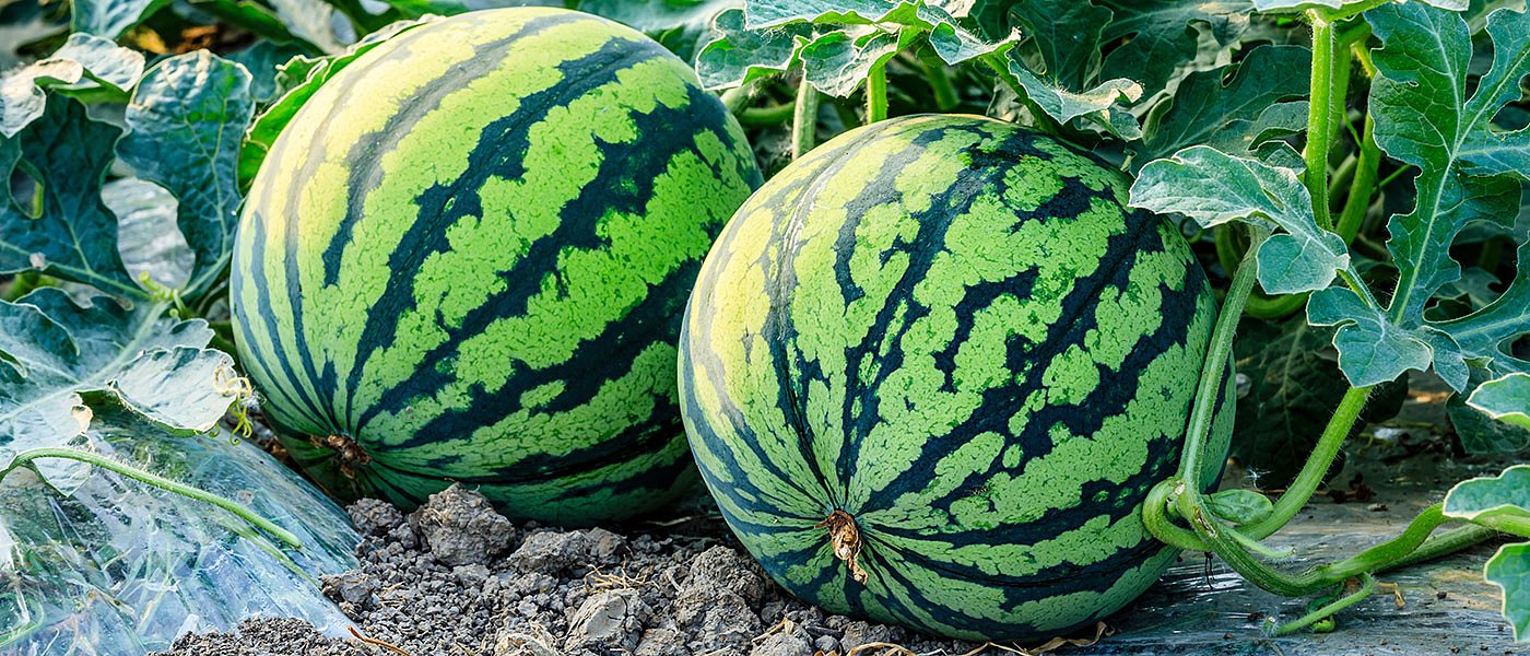 Μεγάλες ποσότητες καρπουζιών έριξαν τις τιμές, δύσκολες οι επόμενες εβδομάδες